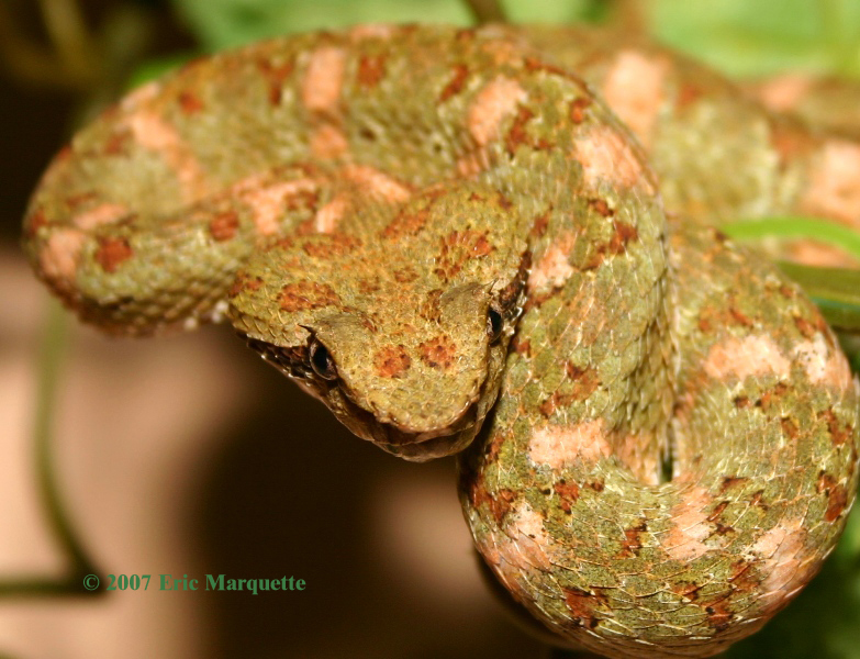 Bothriechis schlegelii Bothriechis schlegelii
