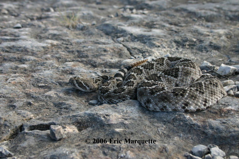 Crotalus atrox Crotalus atrox