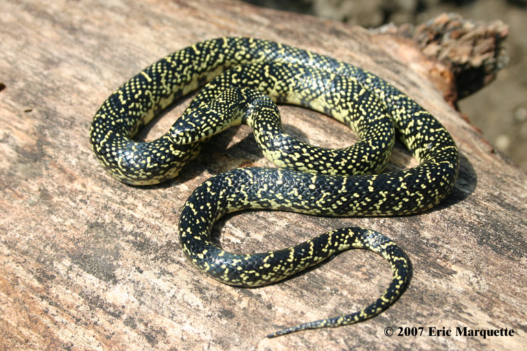 Lampropeltis holbrooki Lampropeltis holbrooki