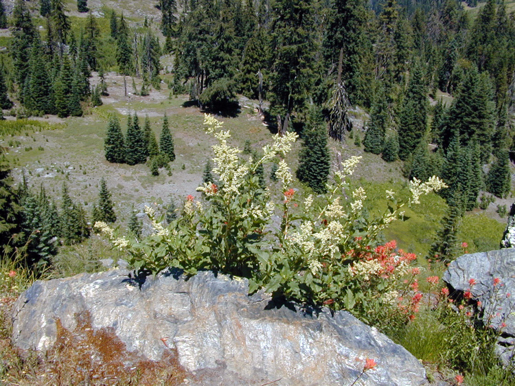 Koenigia phytolaccifolia