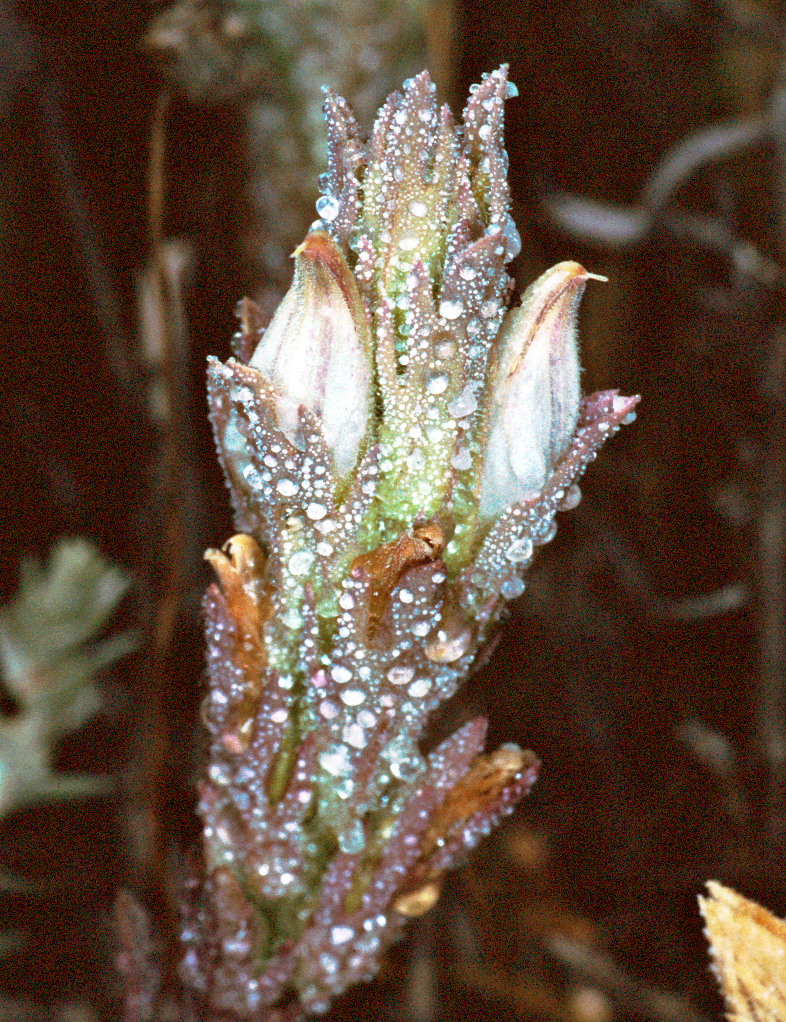 Chloropyron palmatum