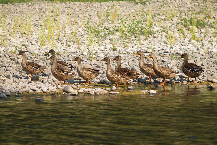 Anas platyrhynchos