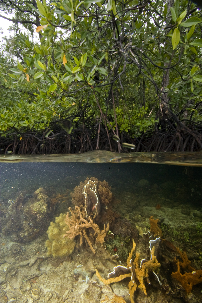 Mangrove and corals Mangrove and corals
