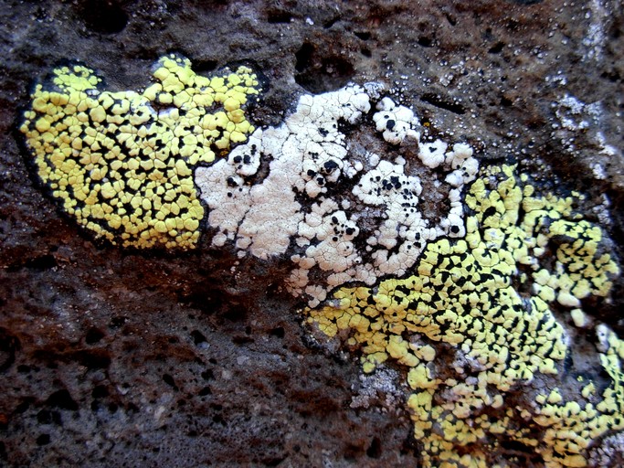 Rhizocarpon geographicum Rhizocarpon geographicum