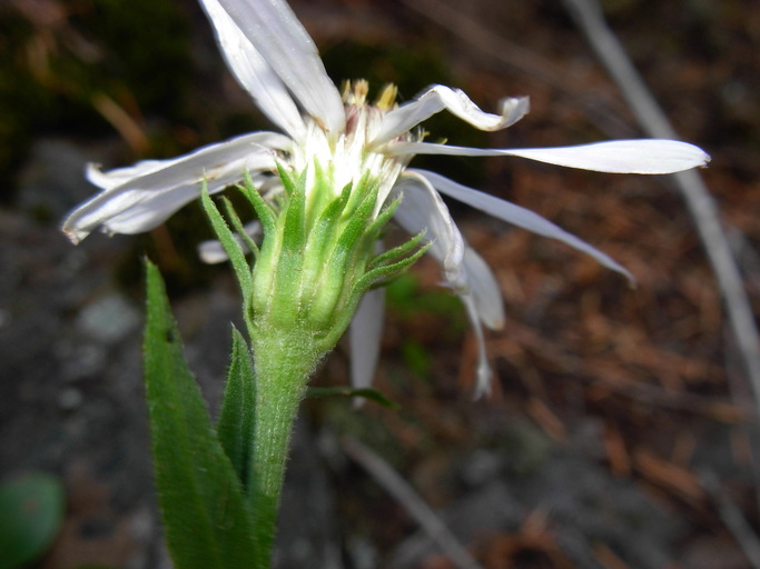 Eucephalus ledophyllus