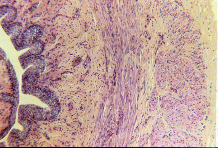 Urethra, female, 50x