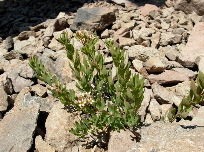 Comandra umbellata Comandra umbellata