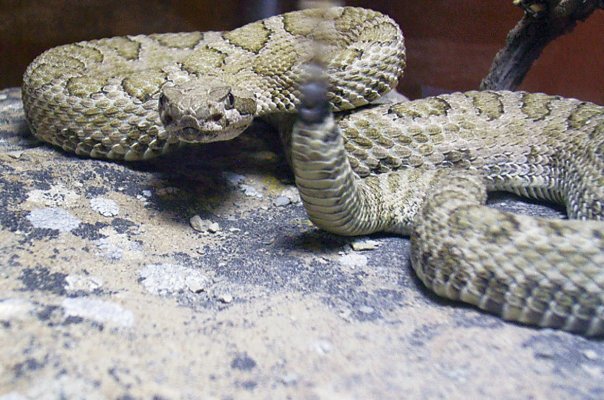 Crotalus oreganus concolor Crotalus oreganus concolor