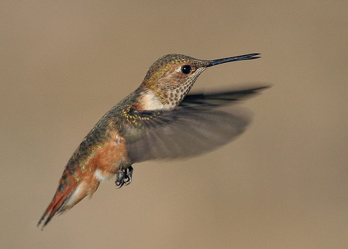 Selasphorus rufus