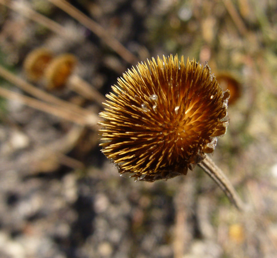 Anthemis tinctoria