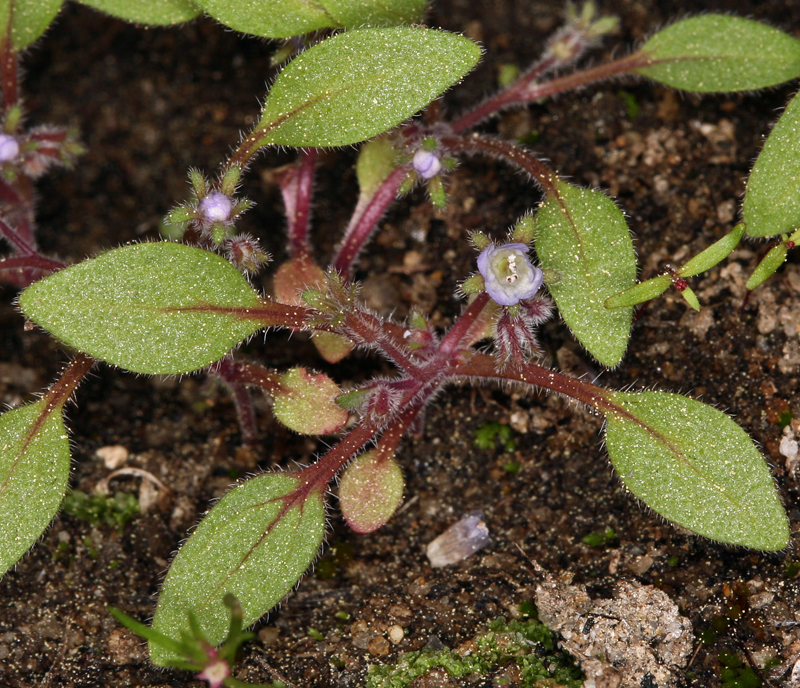 Phacelia eisenii