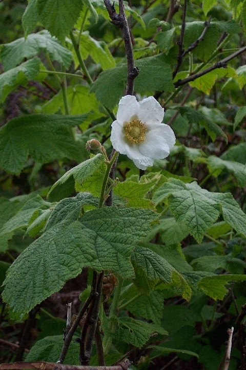 Rubus parviflorus Rubus parviflorus