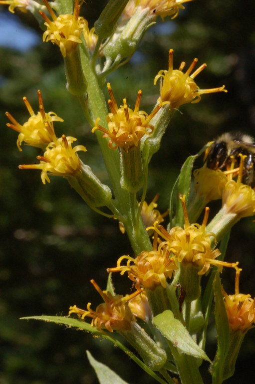 Rainiera stricta Rainiera stricta
