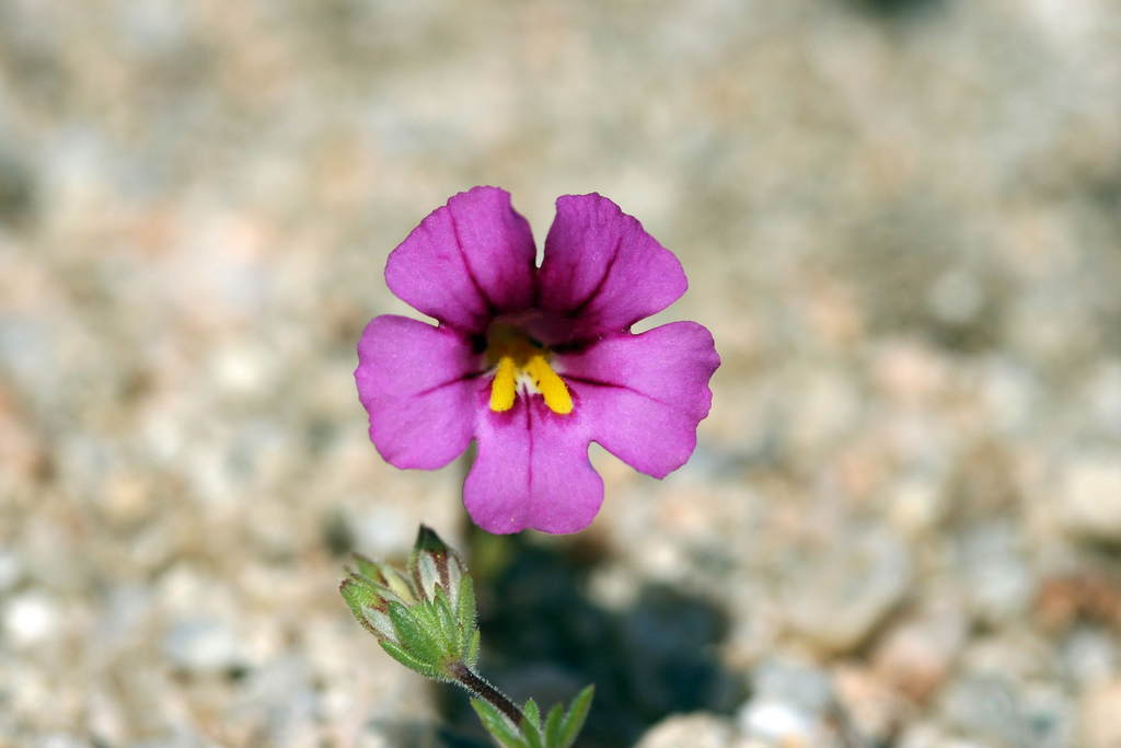 Diplacus fremontii Diplacus fremontii