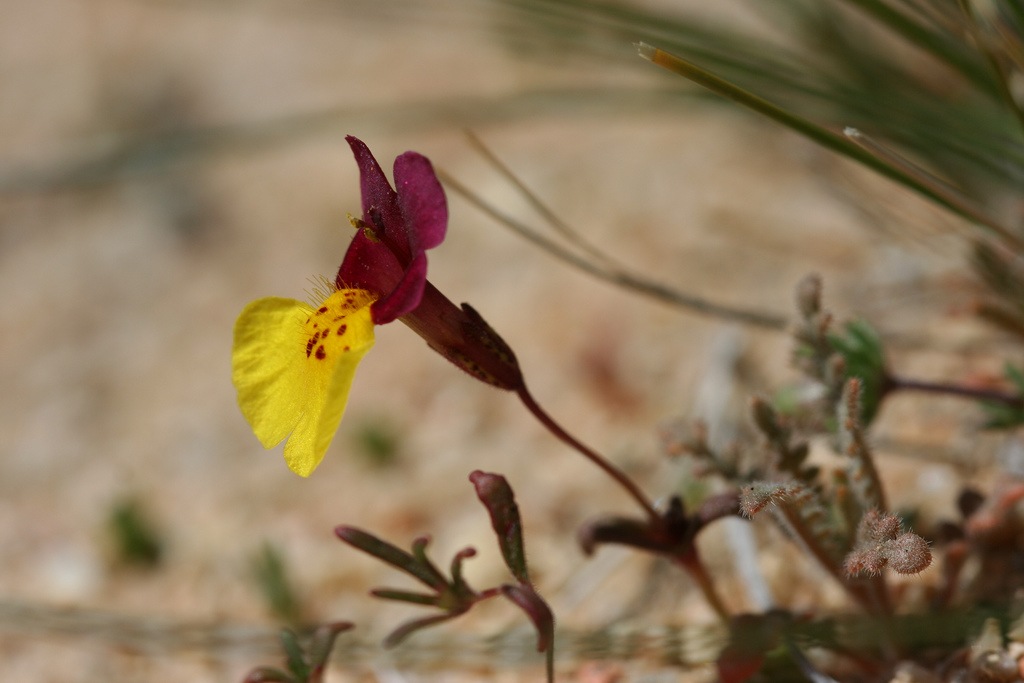 Erythranthe shevockii