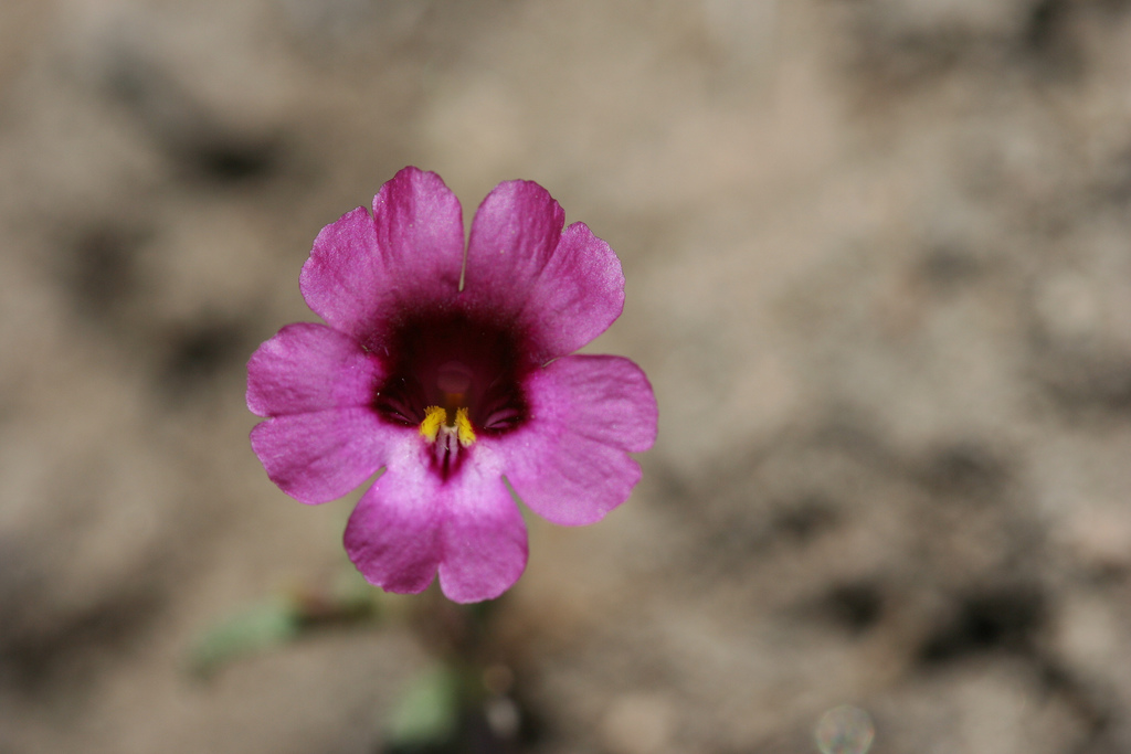 Erythranthe palmeri Erythranthe palmeri