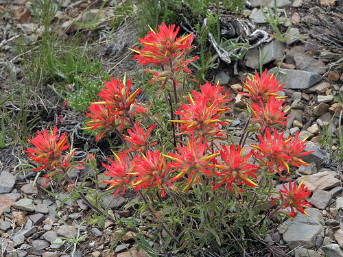 Castilleja applegatei ssp. martinii Castilleja applegatei ssp. martinii