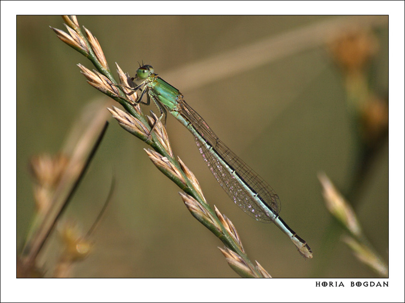 Ischnura pumilio Ischnura pumilio