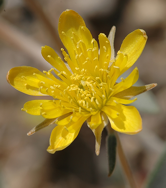 Mentzelia polita Mentzelia polita