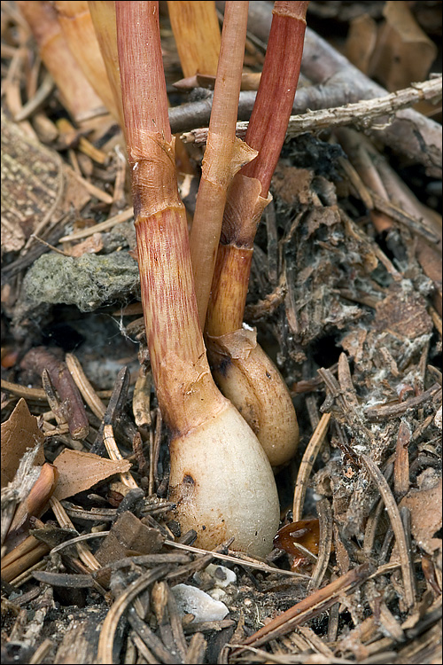 Epipogium aphyllum