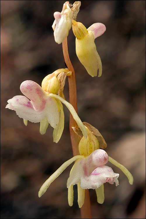 Epipogium aphyllum