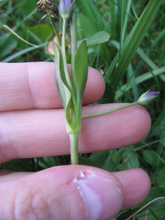 Swertia perennis