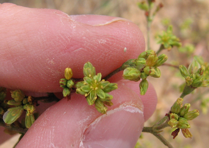 Eriogonum alatum var. alatum Eriogonum alatum var. alatum