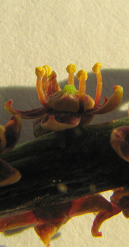 Pilocarpus riedelianus