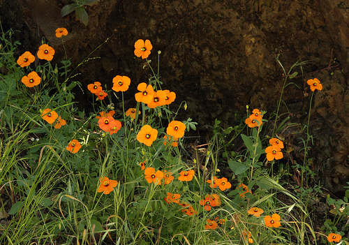 Papaver heterophyllum Papaver heterophyllum