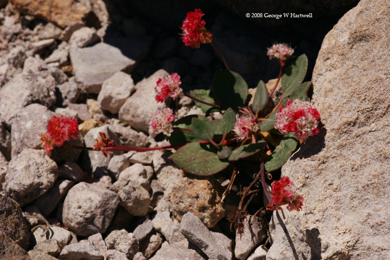 Eriogonum pyrolifolium