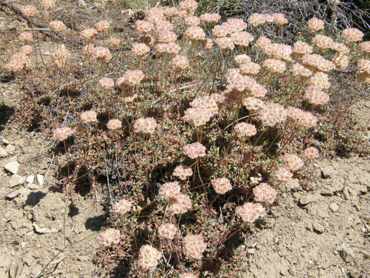 Eriogonum ursinum var. erubescens Eriogonum ursinum var. erubescens