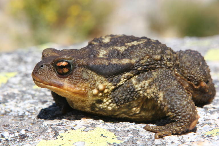 Bufo spinosus gredosicola Bufo spinosus gredosicola