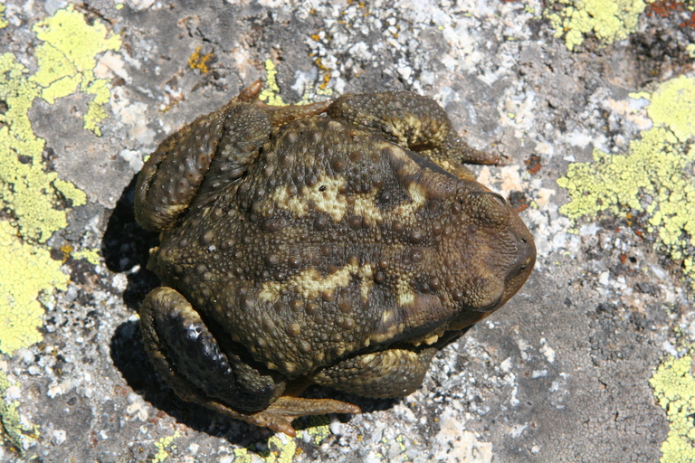 Bufo spinosus gredosicola Bufo spinosus gredosicola
