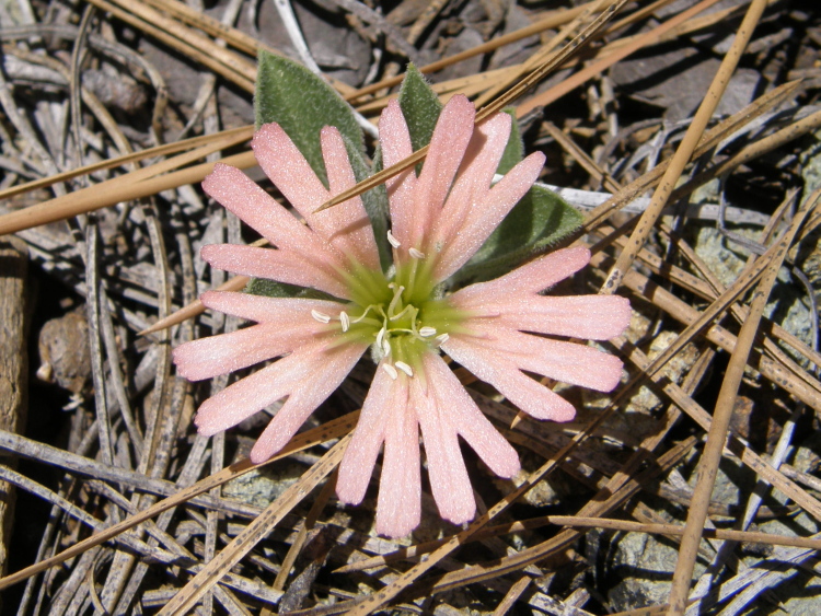 Silene salmonacea Silene salmonacea
