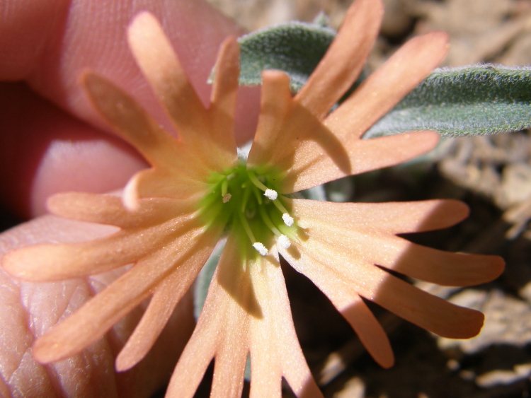 Silene salmonacea Silene salmonacea