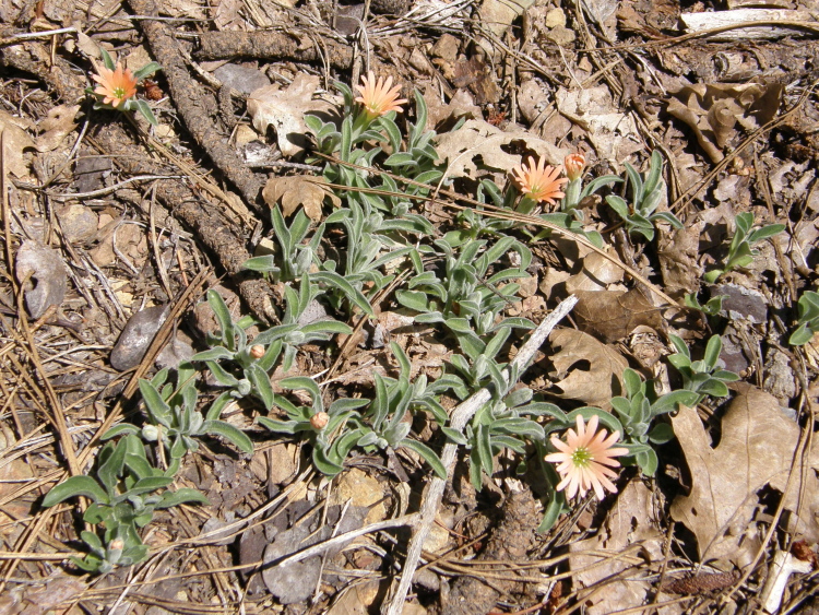Silene salmonacea Silene salmonacea