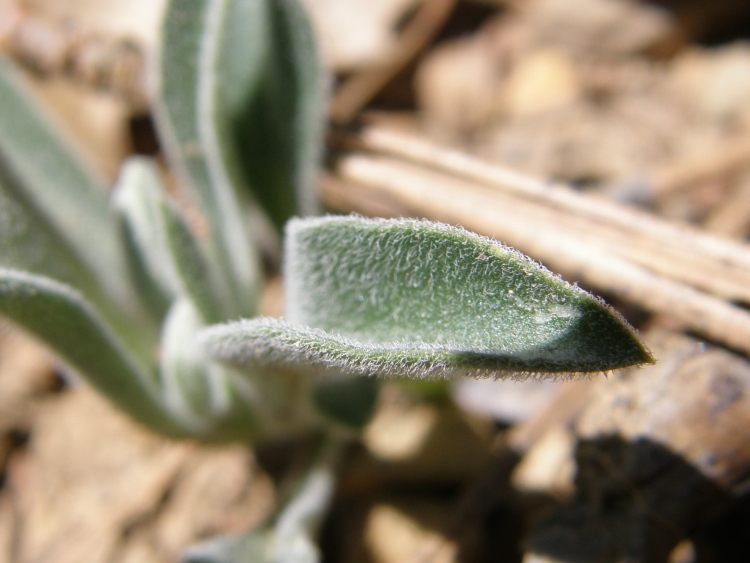 Silene salmonacea Silene salmonacea