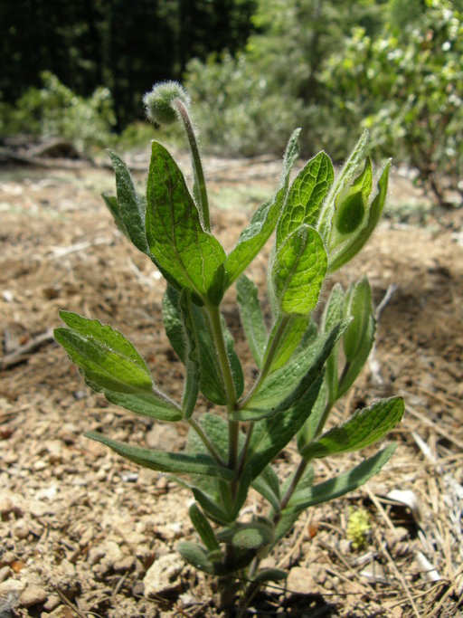 Arnica venosa Arnica venosa