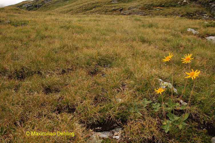 Arnica montana