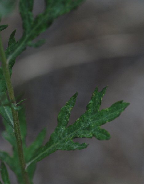 Artemisia ludoviciana ssp. incompta