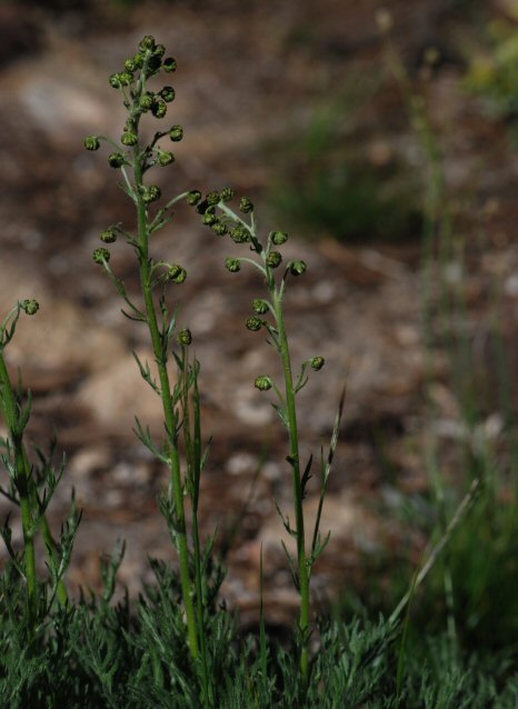 Artemisia norvegica var. saxatilis