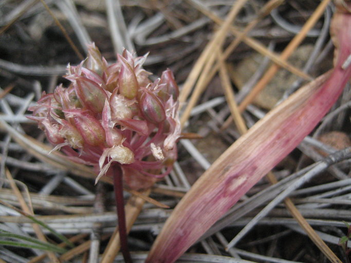 Allium hoffmanii