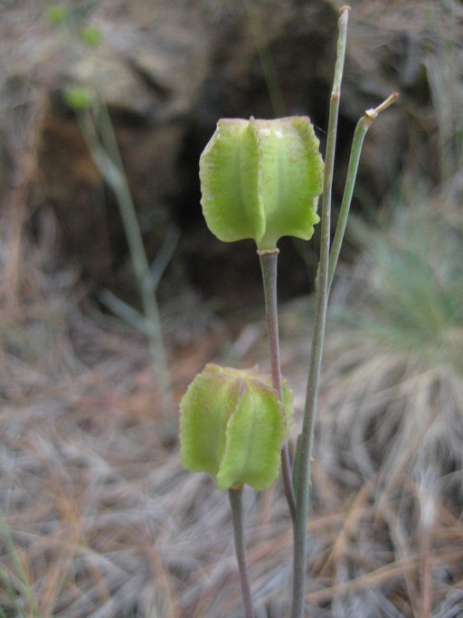 Fritillaria sp.