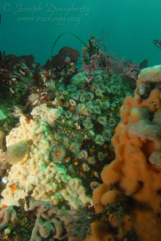 California rocky reef, with colorful invertebrate life beneath the giant kelp forests. California rocky reef, with colorful invertebrate life beneath the giant kelp forests.