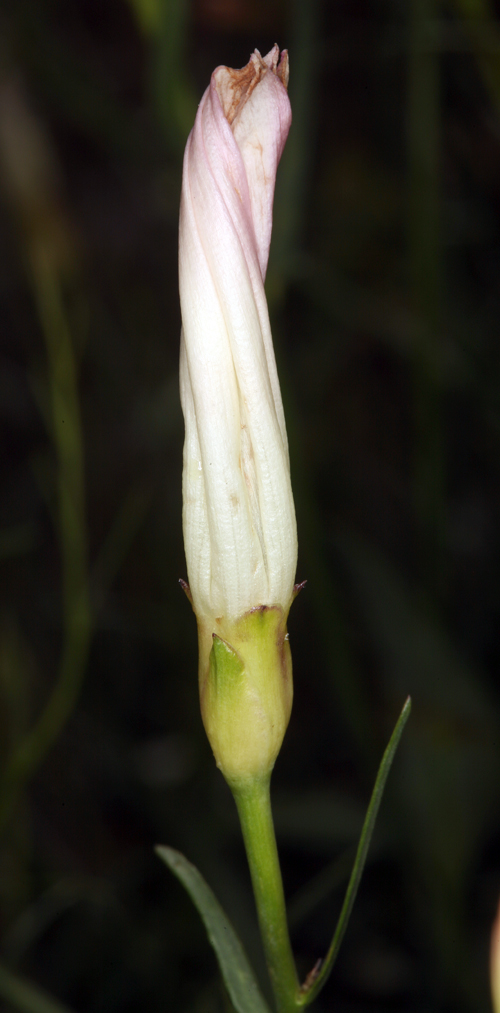 Calystegia longipes Calystegia longipes
