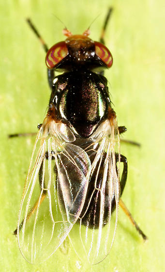 Physiphora sp. Physiphora sp.