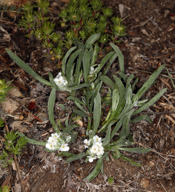 Cryptantha cinerea var. abortiva