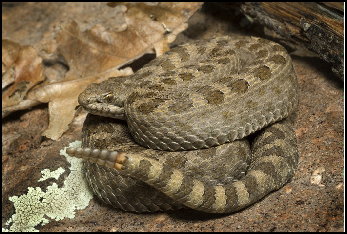 Crotalus pricei Crotalus pricei