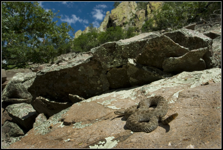 Crotalus pricei Crotalus pricei