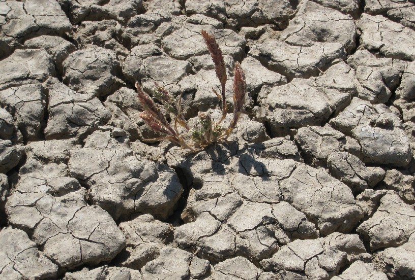 Tuctoria mucronata Tuctoria mucronata